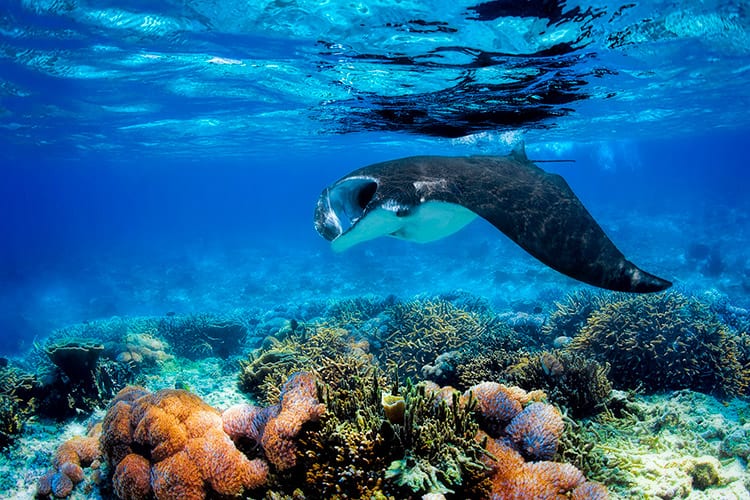 Duiken bij de Similan-eilanden
