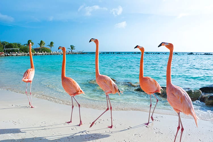 Flamingo Beach, Aruba