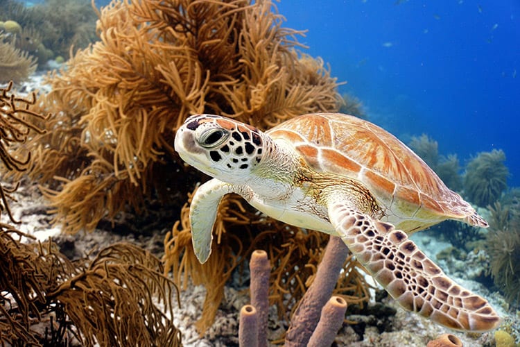 Duiken Bonaire