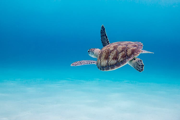 Duiken Curaçao