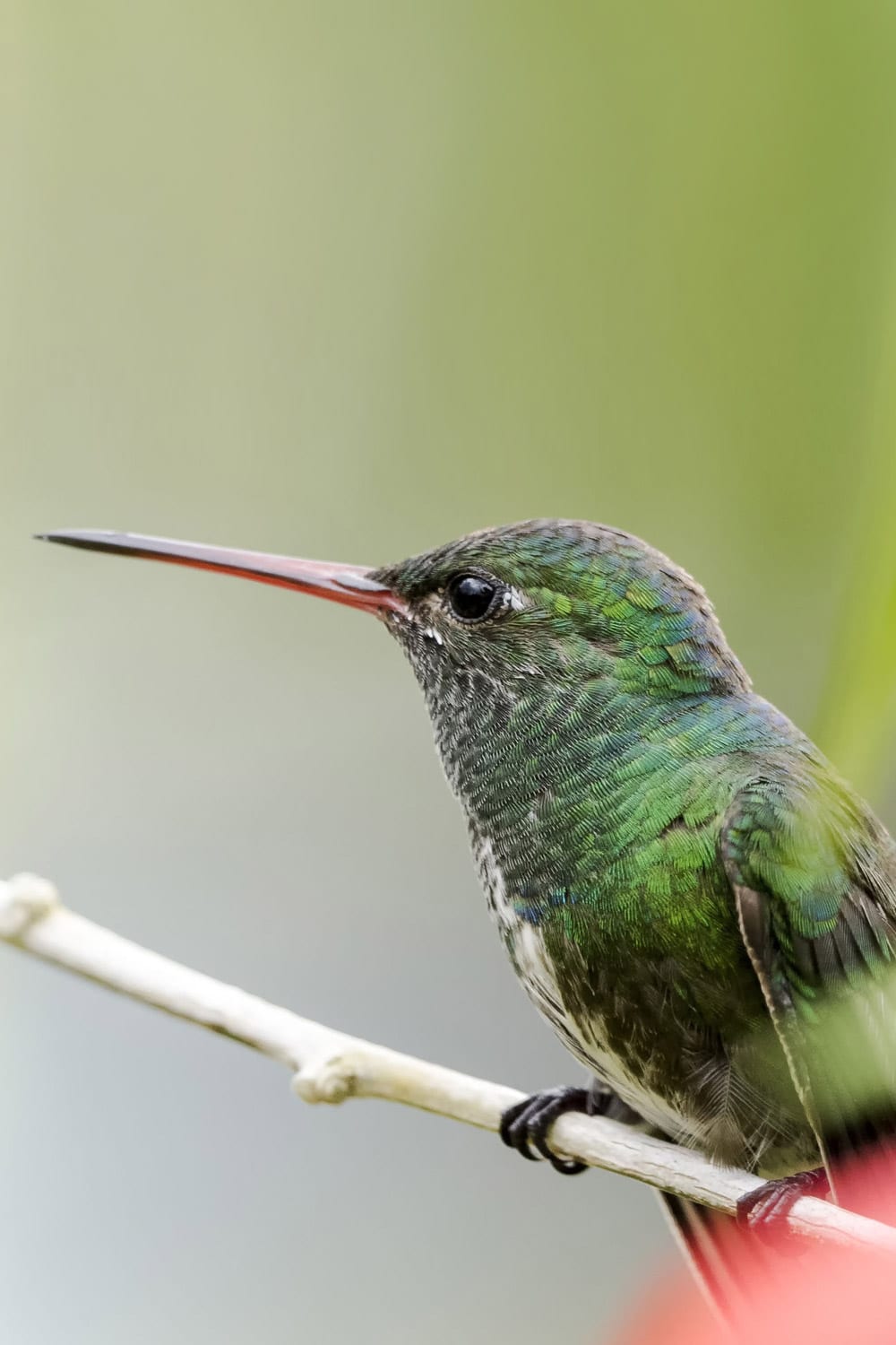 Kolibri in de jungle van Suriname